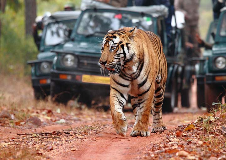 Rajasthan-Wildlife-Tour