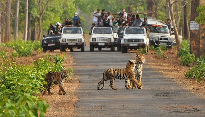 Rajasthan-Wildlife-Tour